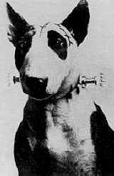 Frankenweenie