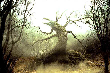 sh-arbre.jpg (123641 octets)